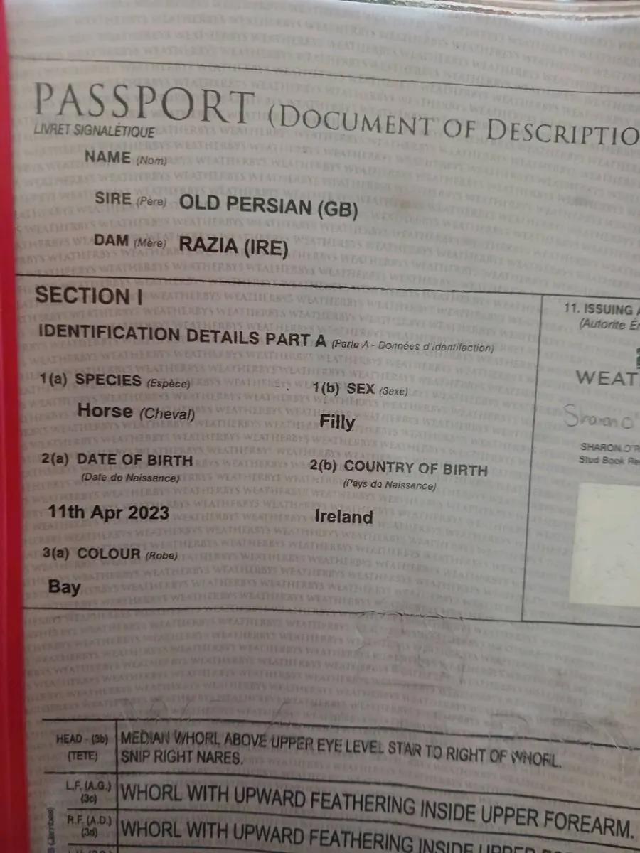 3 year old filly - Image 2