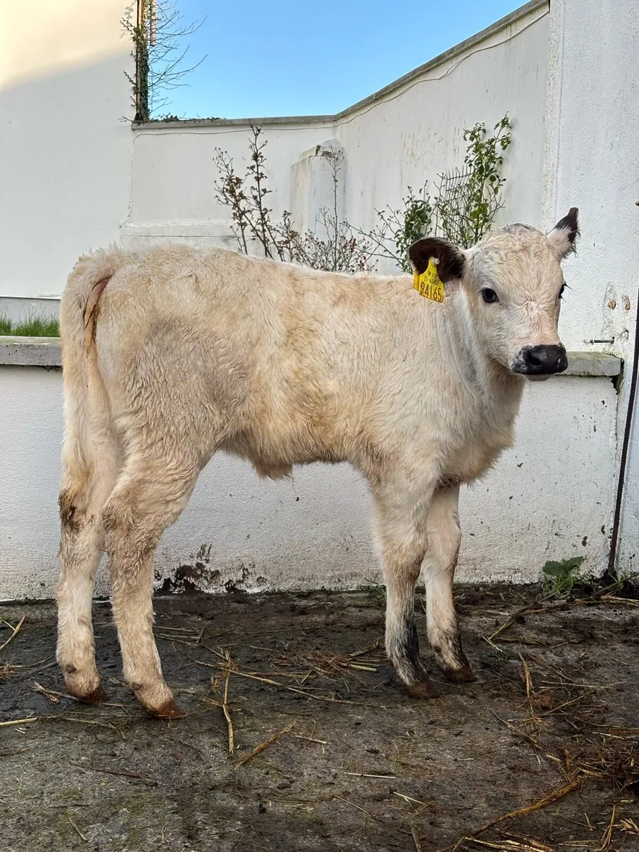 ❌SPECKLE X SHORTHORN ❌ - Image 1