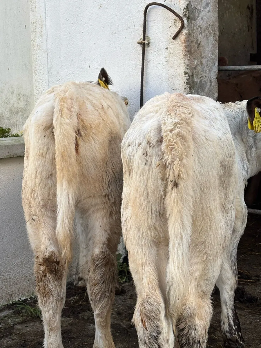 ❌SPECKLE X SHORTHORN ❌ - Image 2