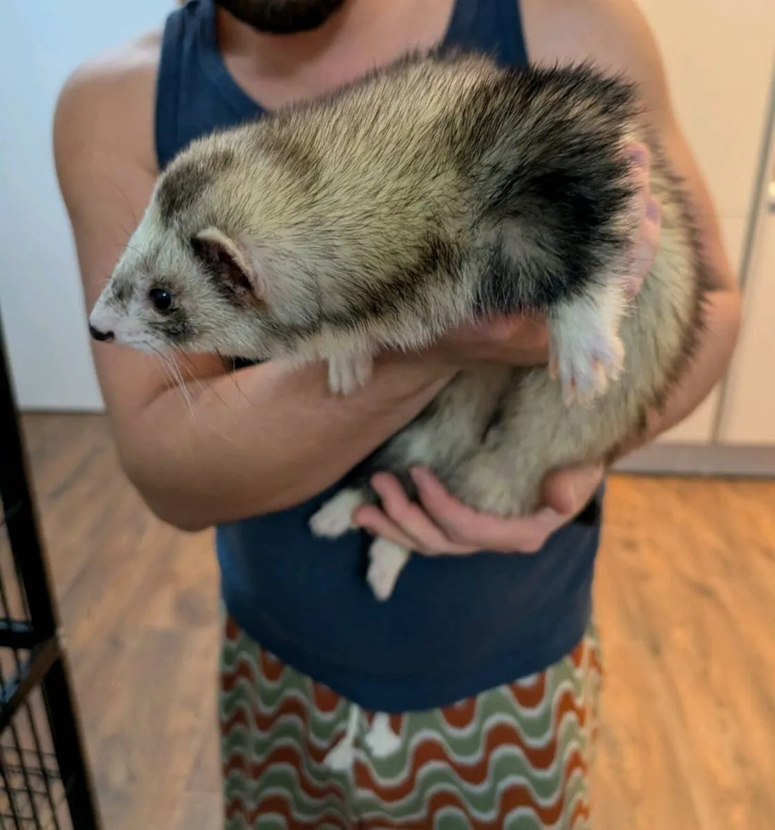 Ferret - Image 1