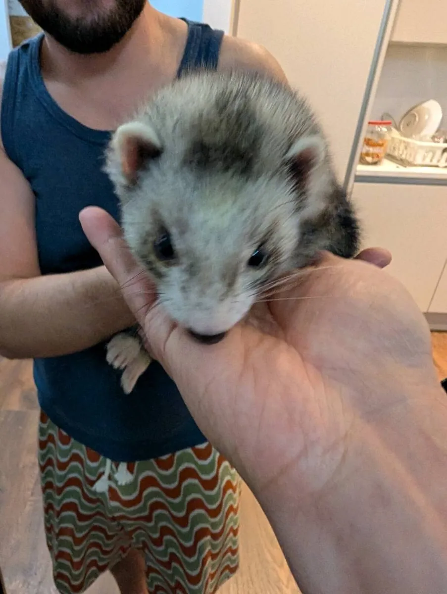 Ferret - Image 3
