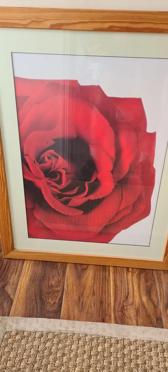 Large Rose Print in wooden frame with glass