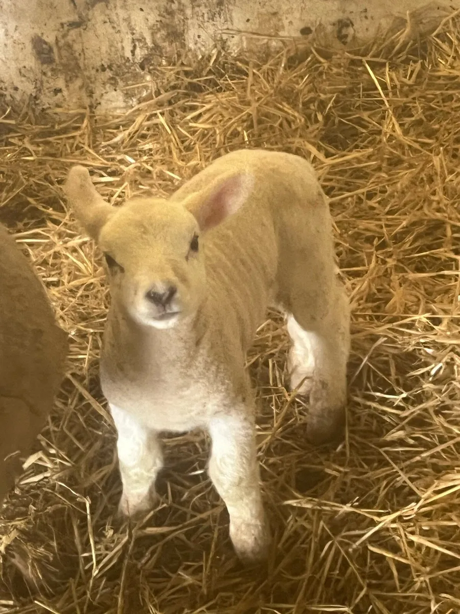 Well bred texel pet ewe lamb