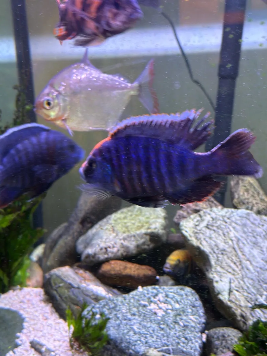 Premium Peacock Cichlid (Aulonocara) Juvenile - Image 1