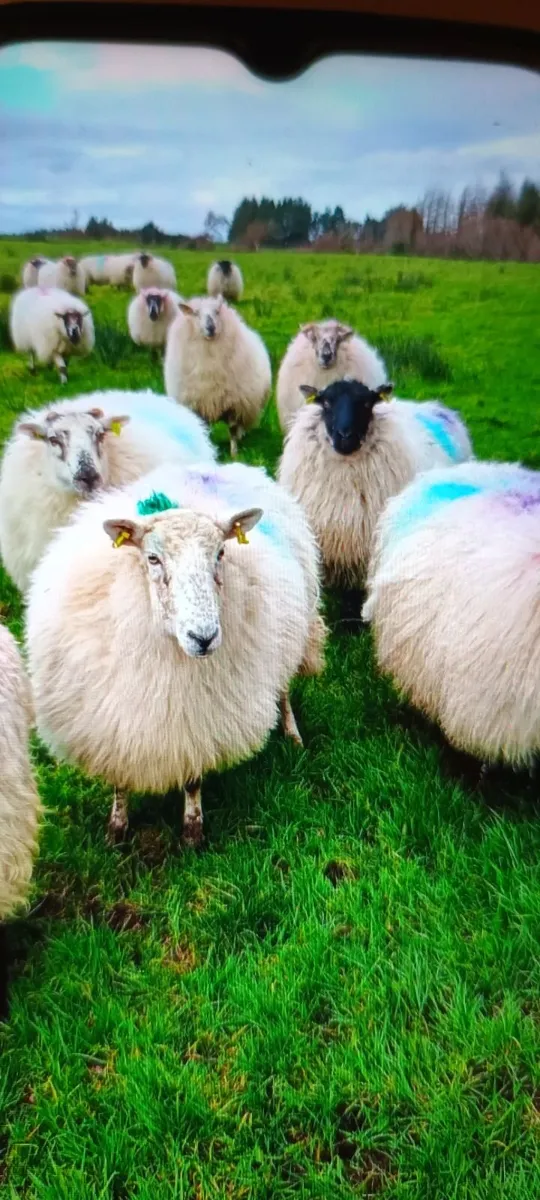 Sheep - Image 1