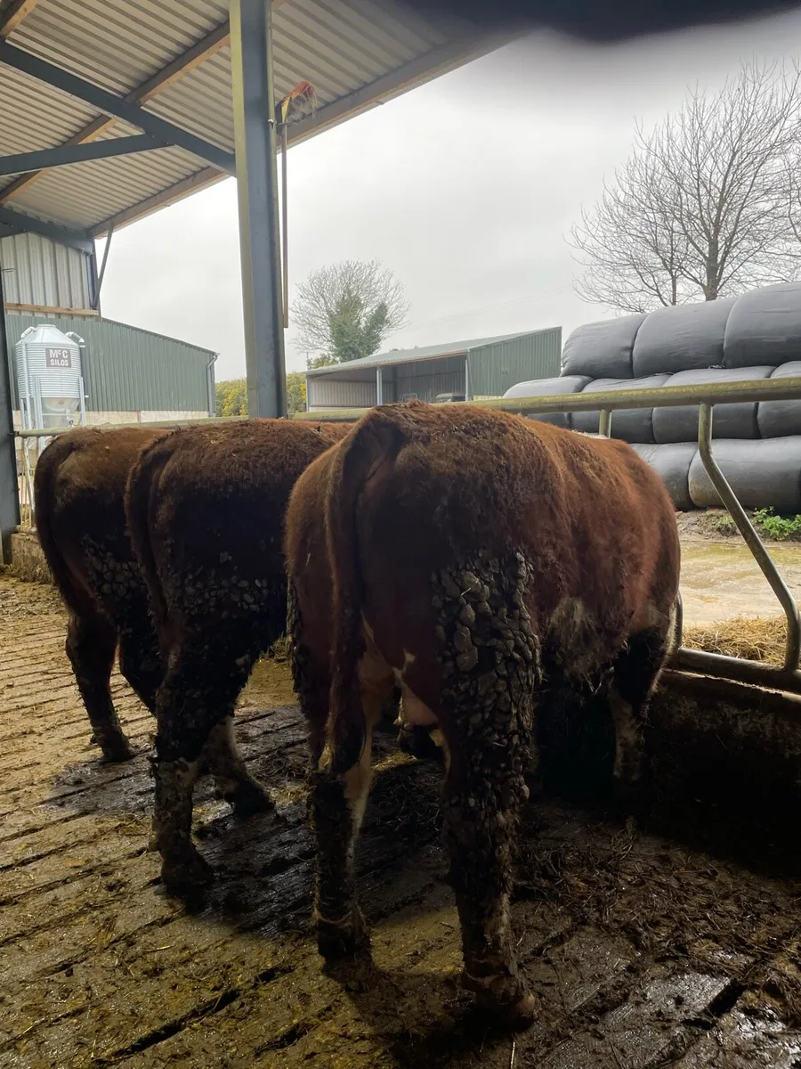 Hereford bulls - Image 4