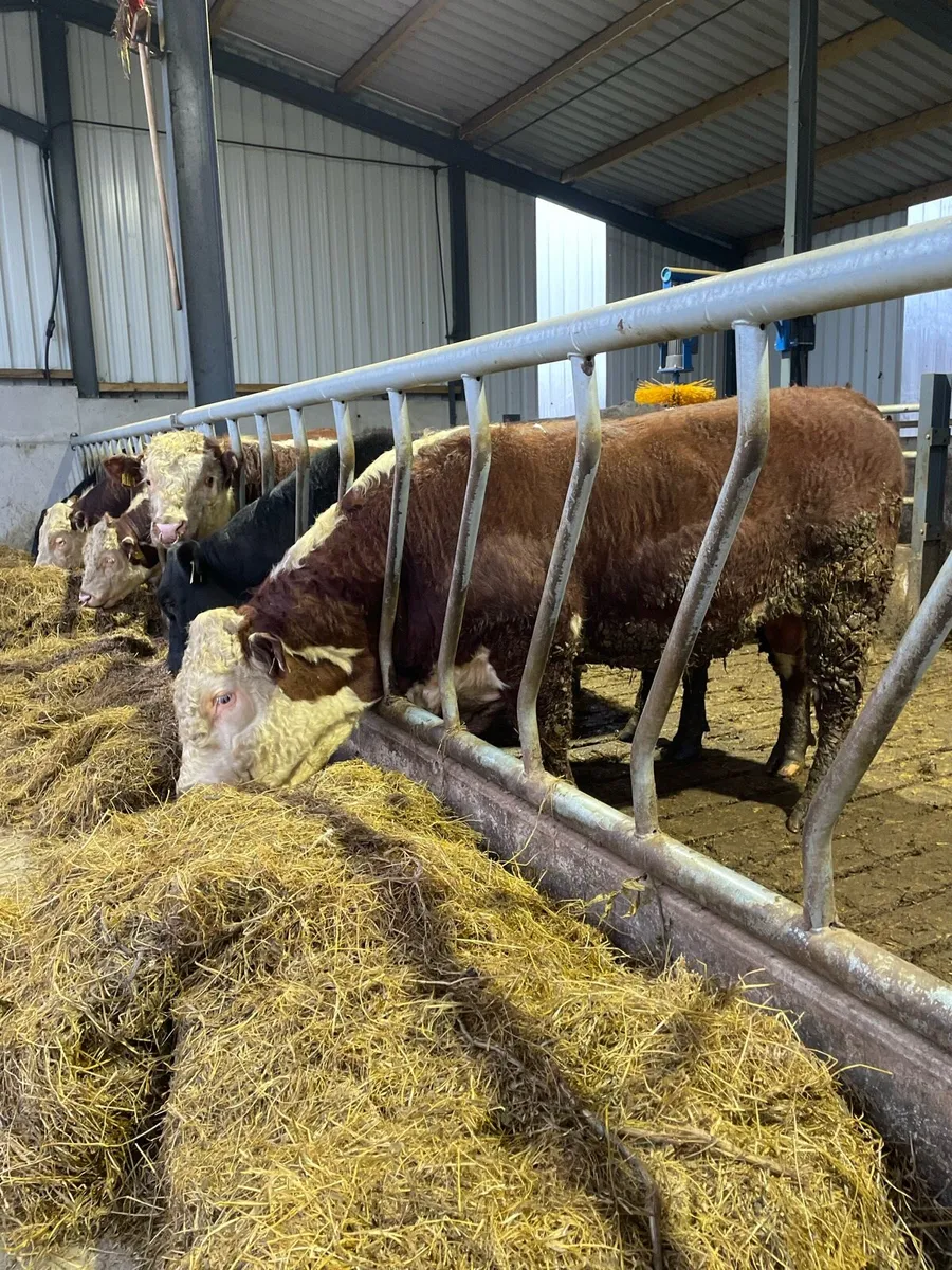 Hereford bulls - Image 2