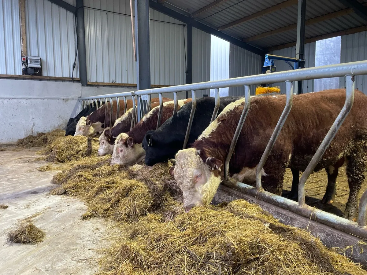 Hereford bulls - Image 1