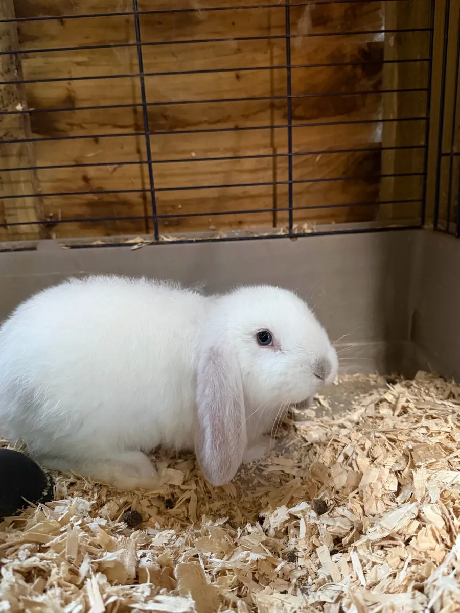 Lop eared rabbit - Image 1