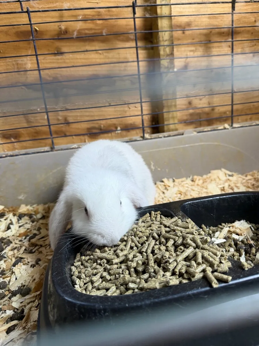 Lop eared rabbit - Image 2