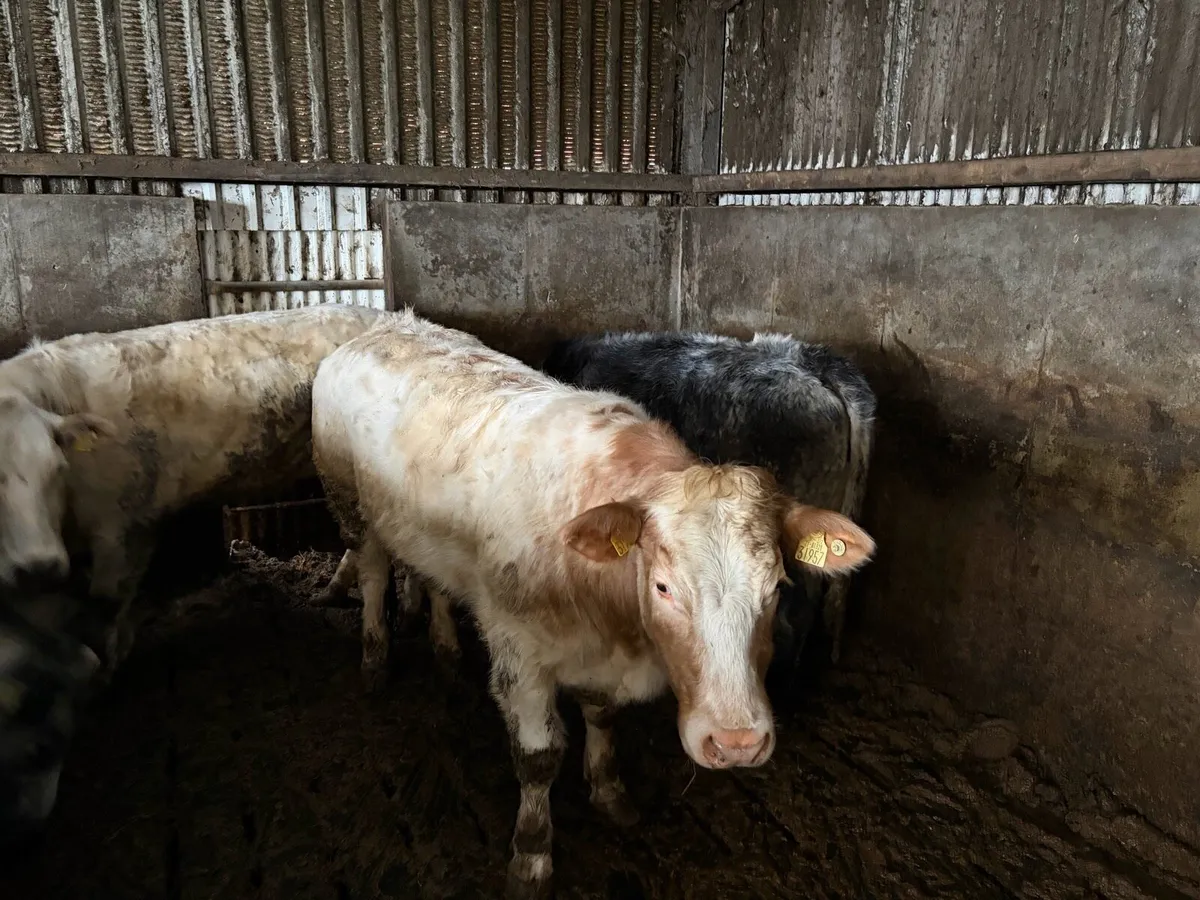 Breeding heifers - Image 2