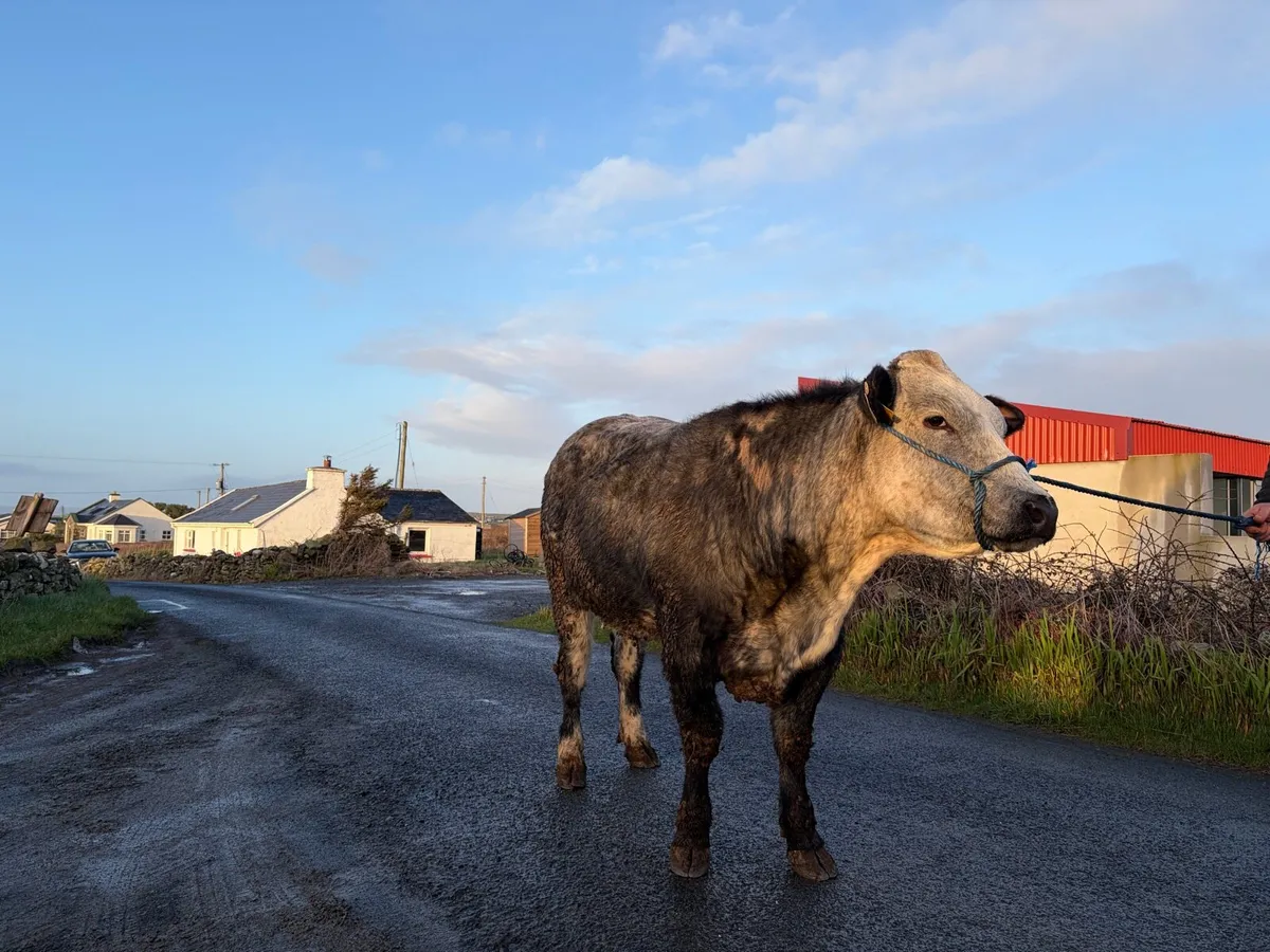 Breeding heifers - Image 1