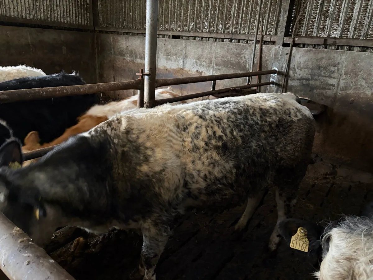 Breeding heifers - Image 3