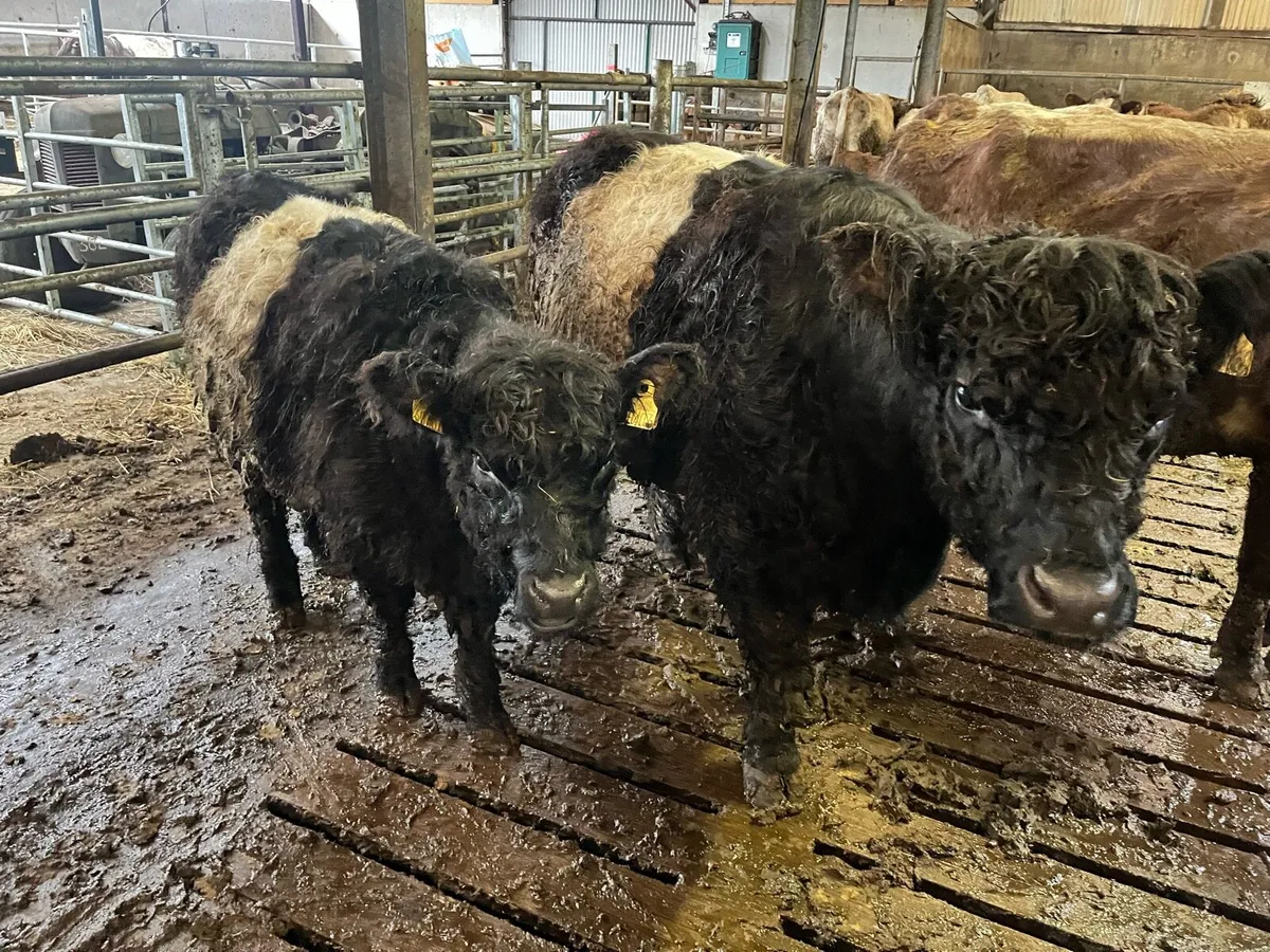 Belted Galloway - Image 1