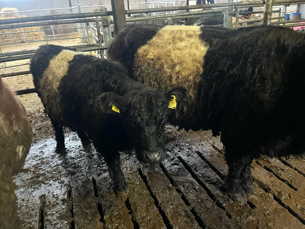 Belted Galloway - Image 2