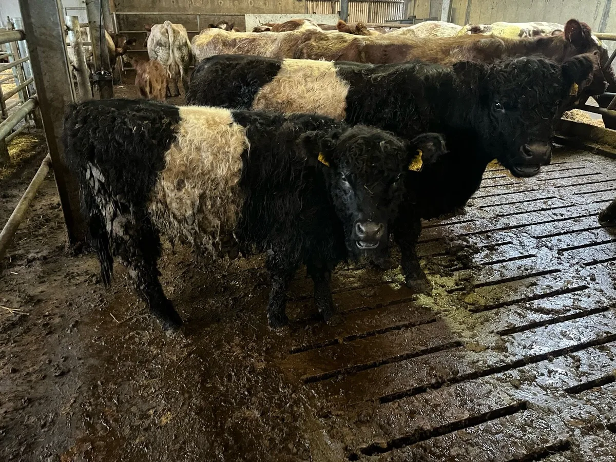 Belted Galloway - Image 3