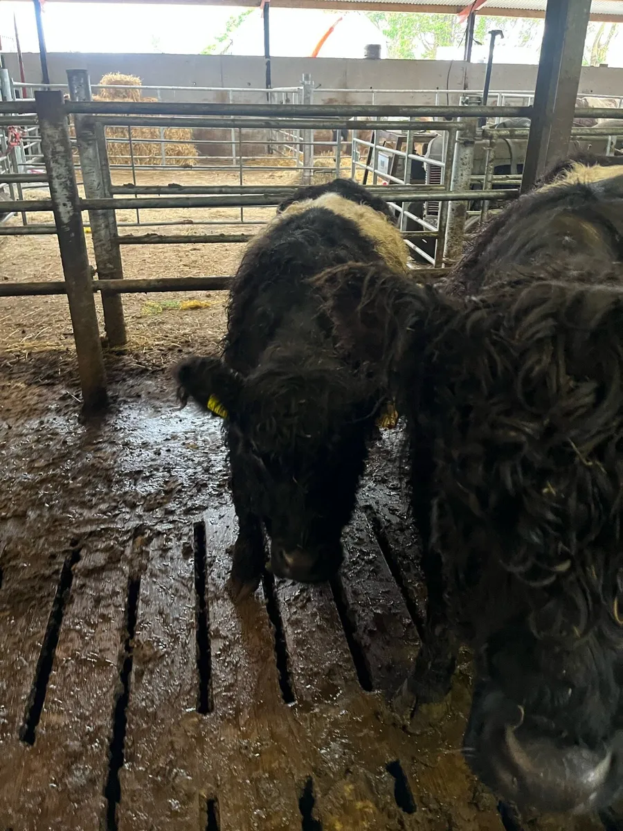 Belted Galloway - Image 4