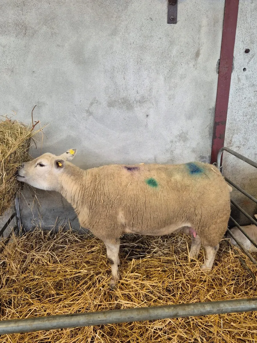 Foster ewe hoggot - Image 4
