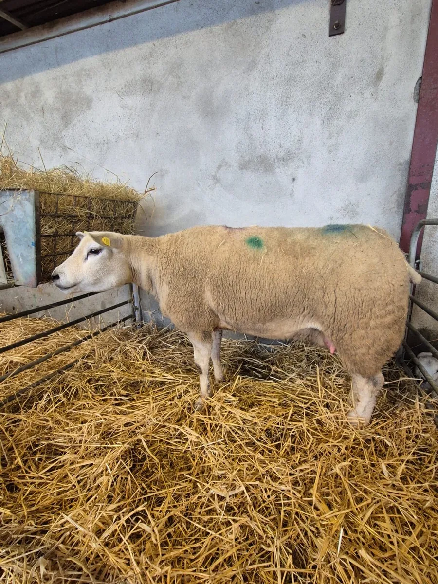 Foster ewe hoggot - Image 2