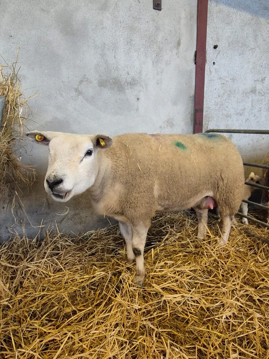 Foster ewe hoggot - Image 3