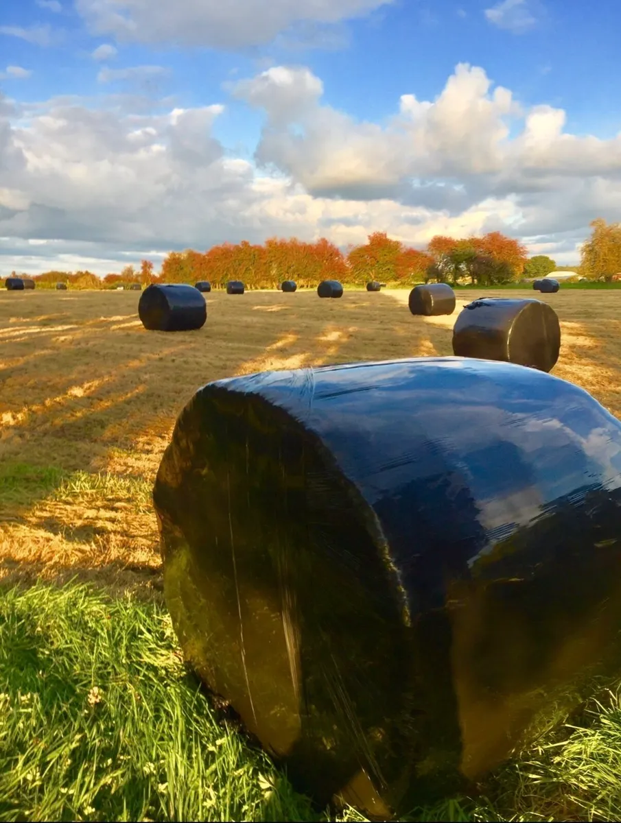 Silage for sale - Image 1