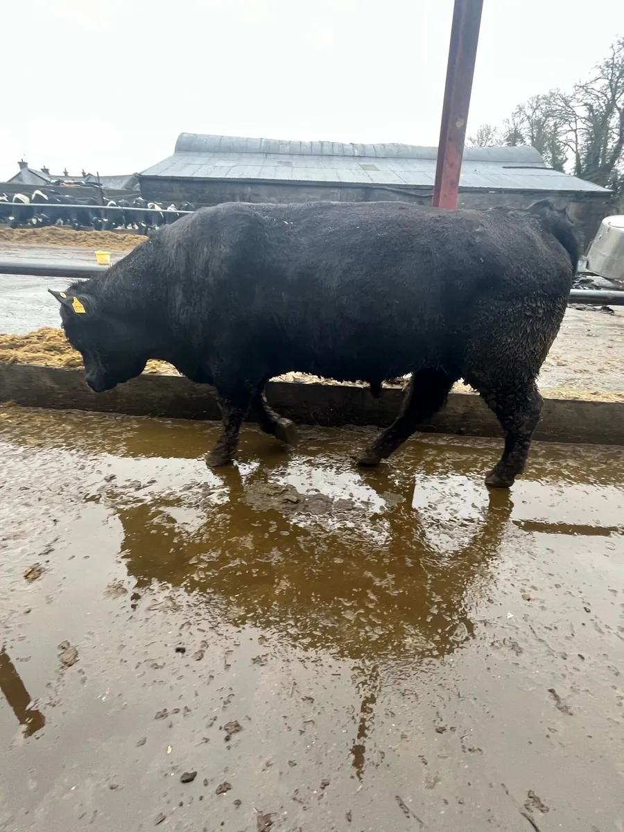 Pedigree Angus bull - Image 2