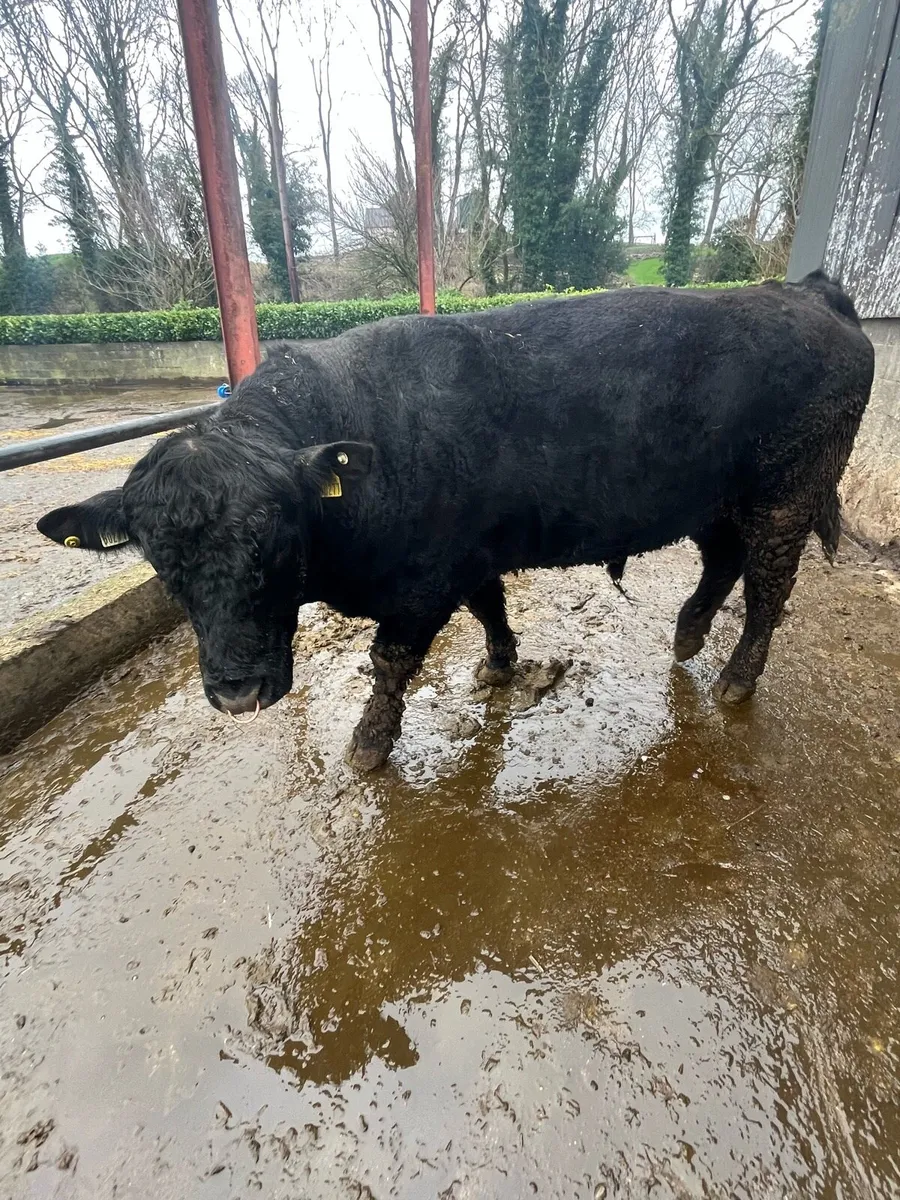 Pedigree Angus bull - Image 3