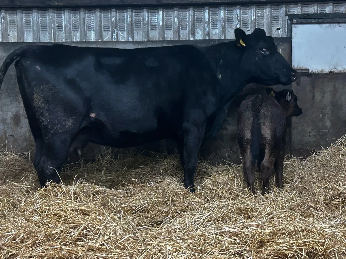 Angus Cow & Limousin Bull Calf - Image 2