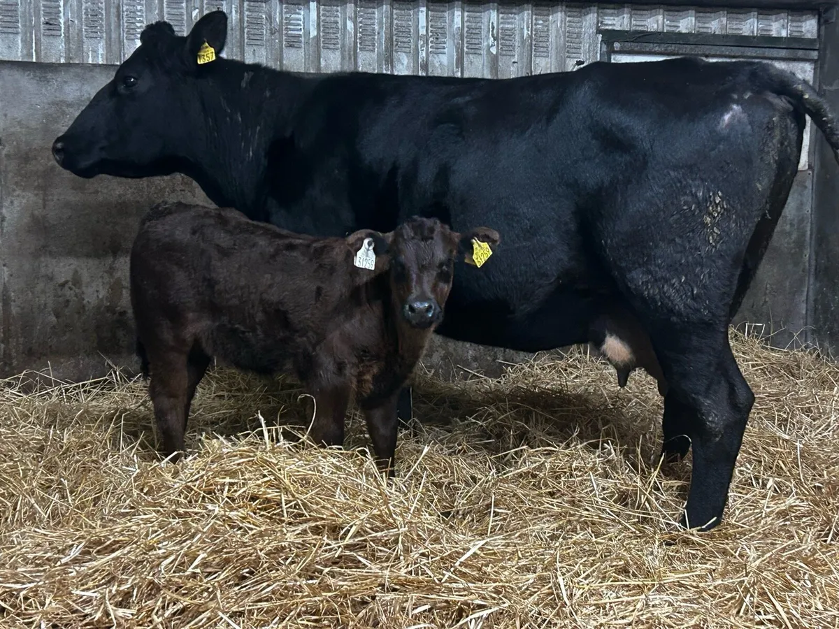 Angus Cow & Limousin Bull Calf - Image 1