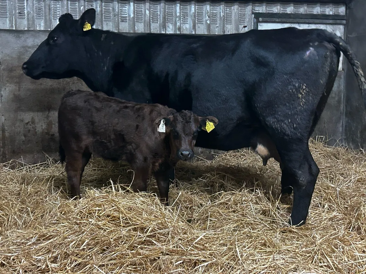 Angus Cow & Limousin Bull Calf - Image 3