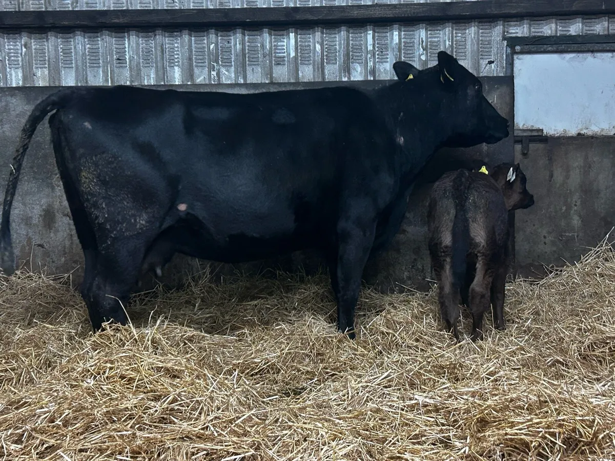 Angus Cow & Limousin Bull Calf - Image 4