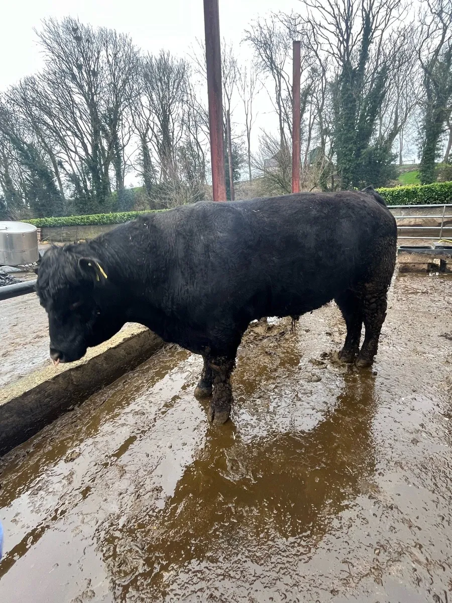 Pedigree Angus bull - Image 4