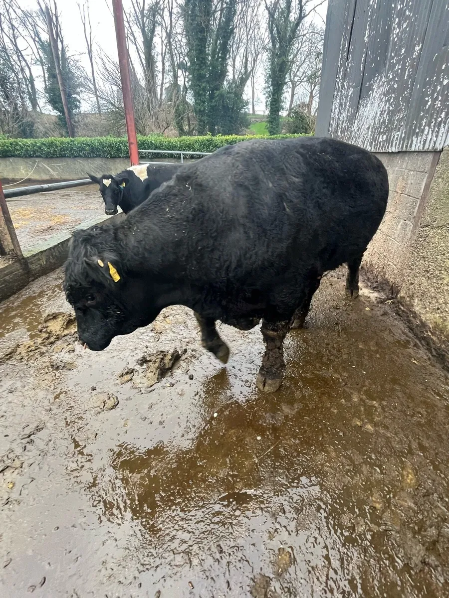 Pedigree Angus bull - Image 1