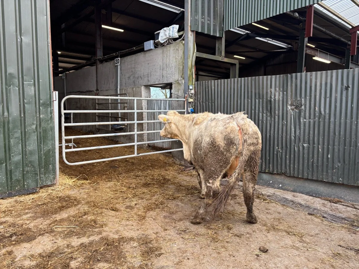 Second calver charlaois springer - Image 1