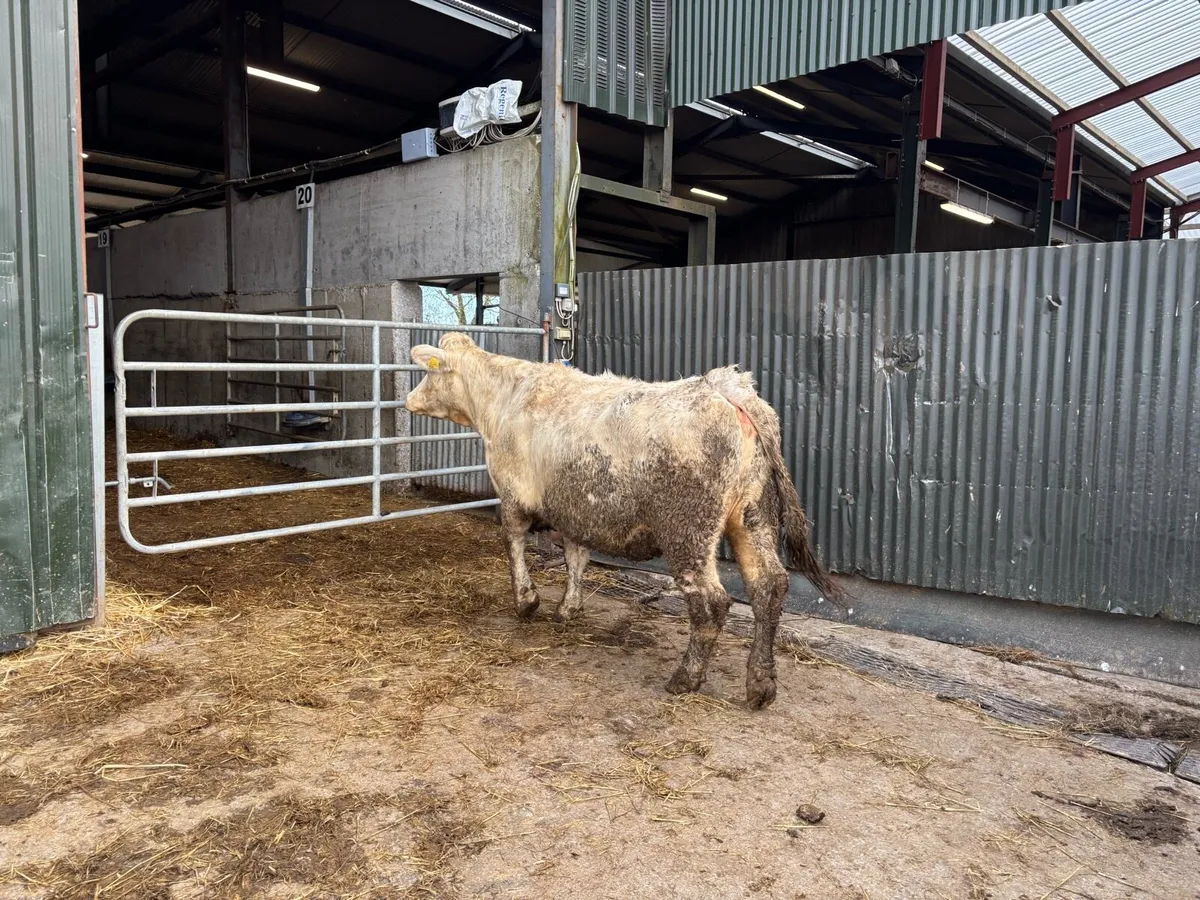 Second calver charlaois springer - Image 2