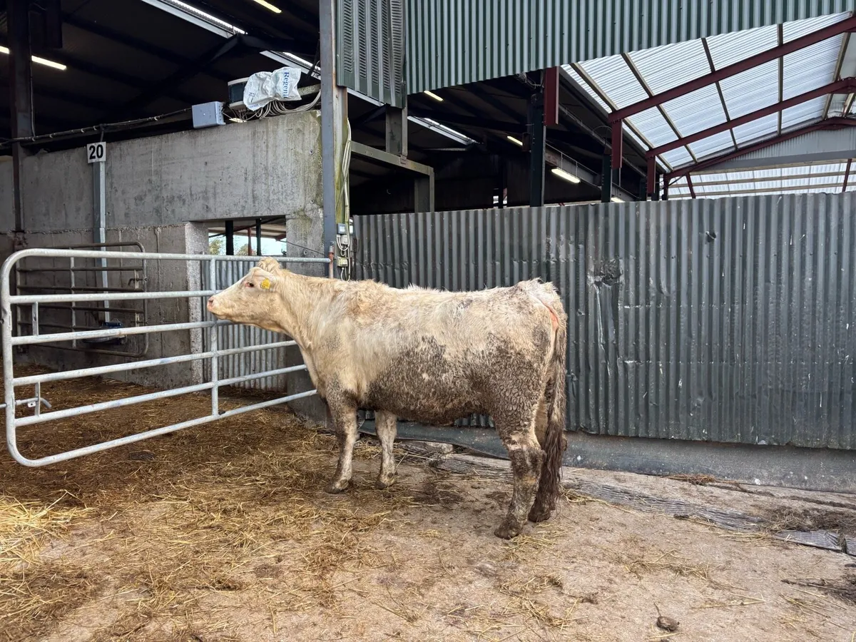 Second calver charlaois springer - Image 3
