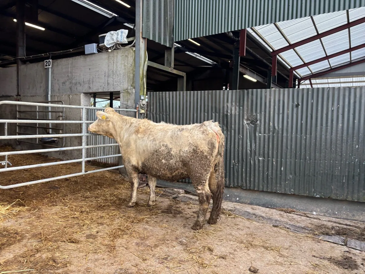 Second calver charlaois springer - Image 4