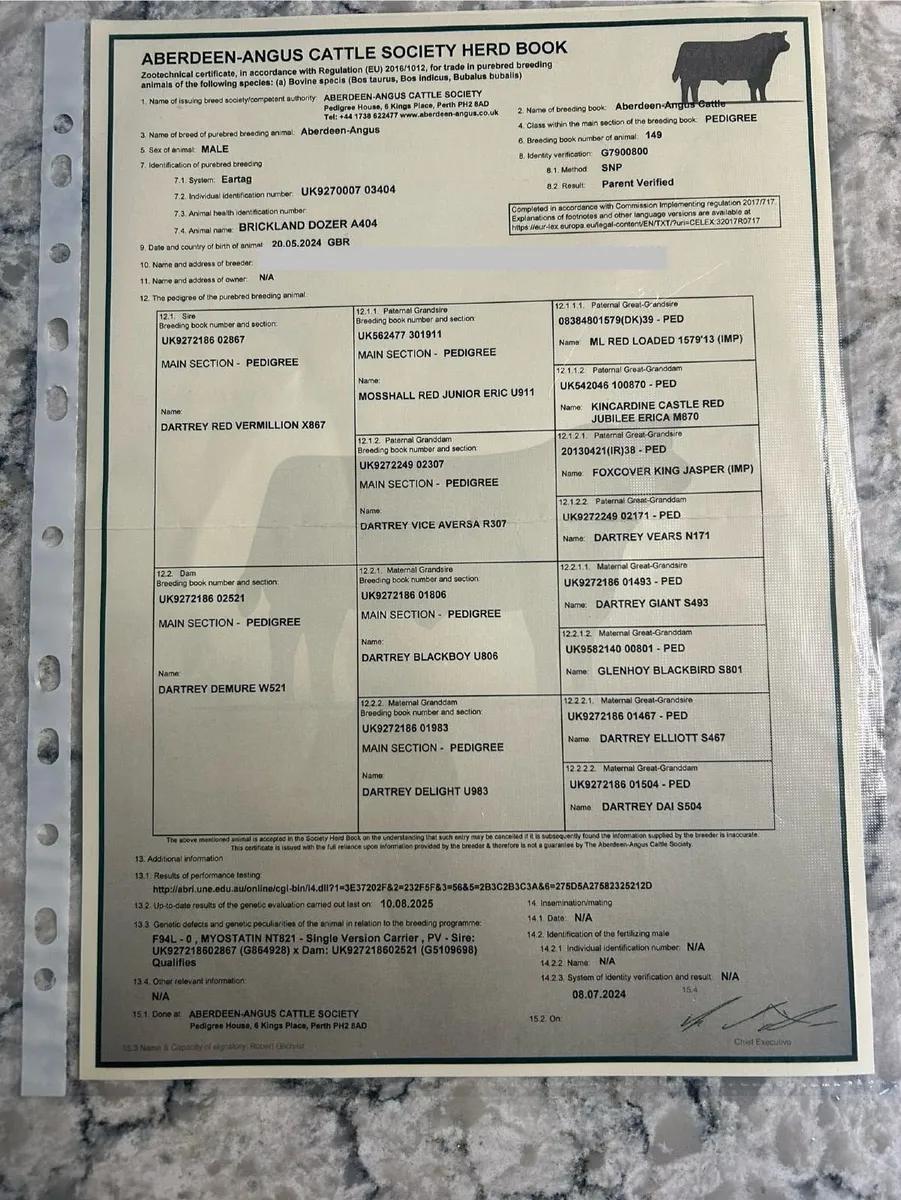 Pedigree Aberdeen Angus Bull - Image 3