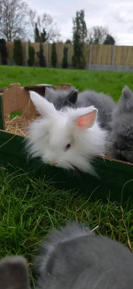 Lion Rabits for sale - Image 1