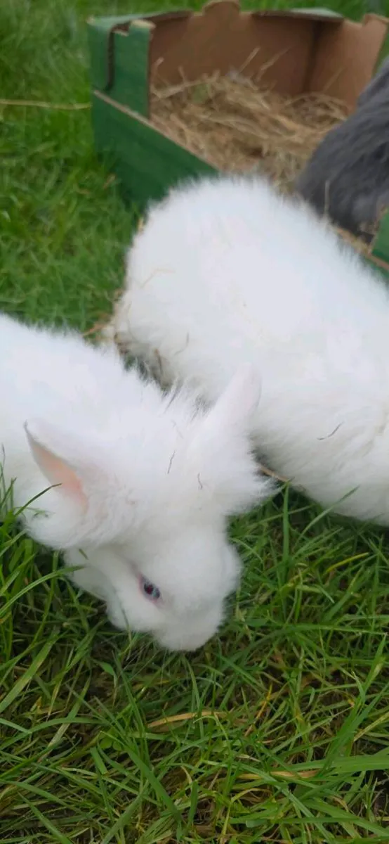 Lion Rabits for sale - Image 2