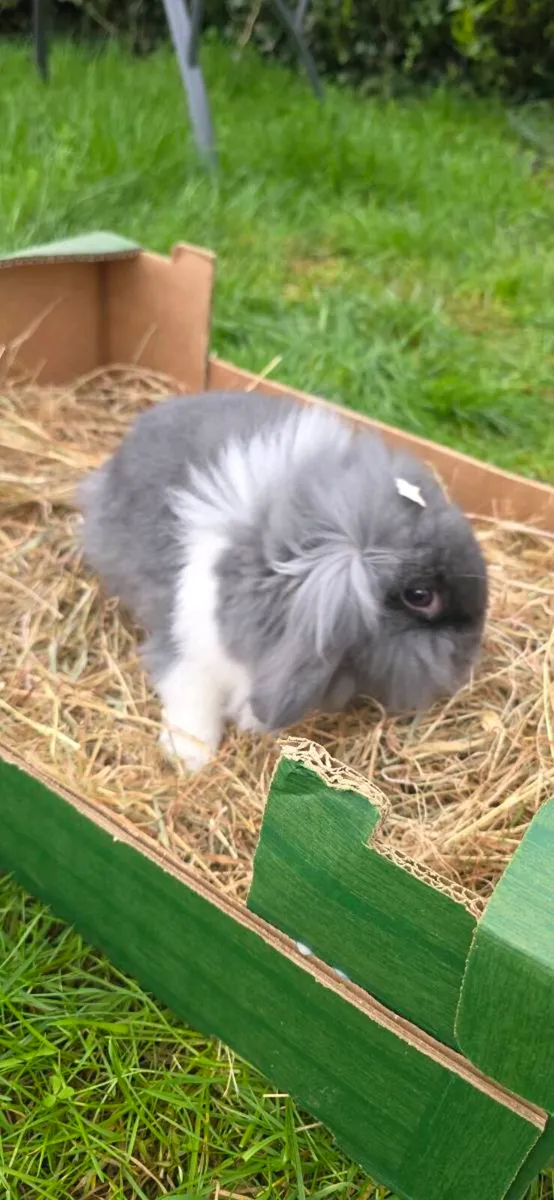 Lion Rabits for sale - Image 3