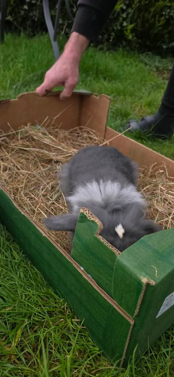 Lion Rabits for sale - Image 4