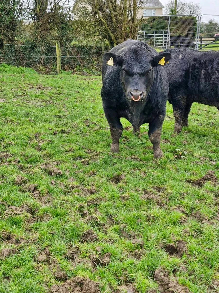 Angus bulls - Image 1