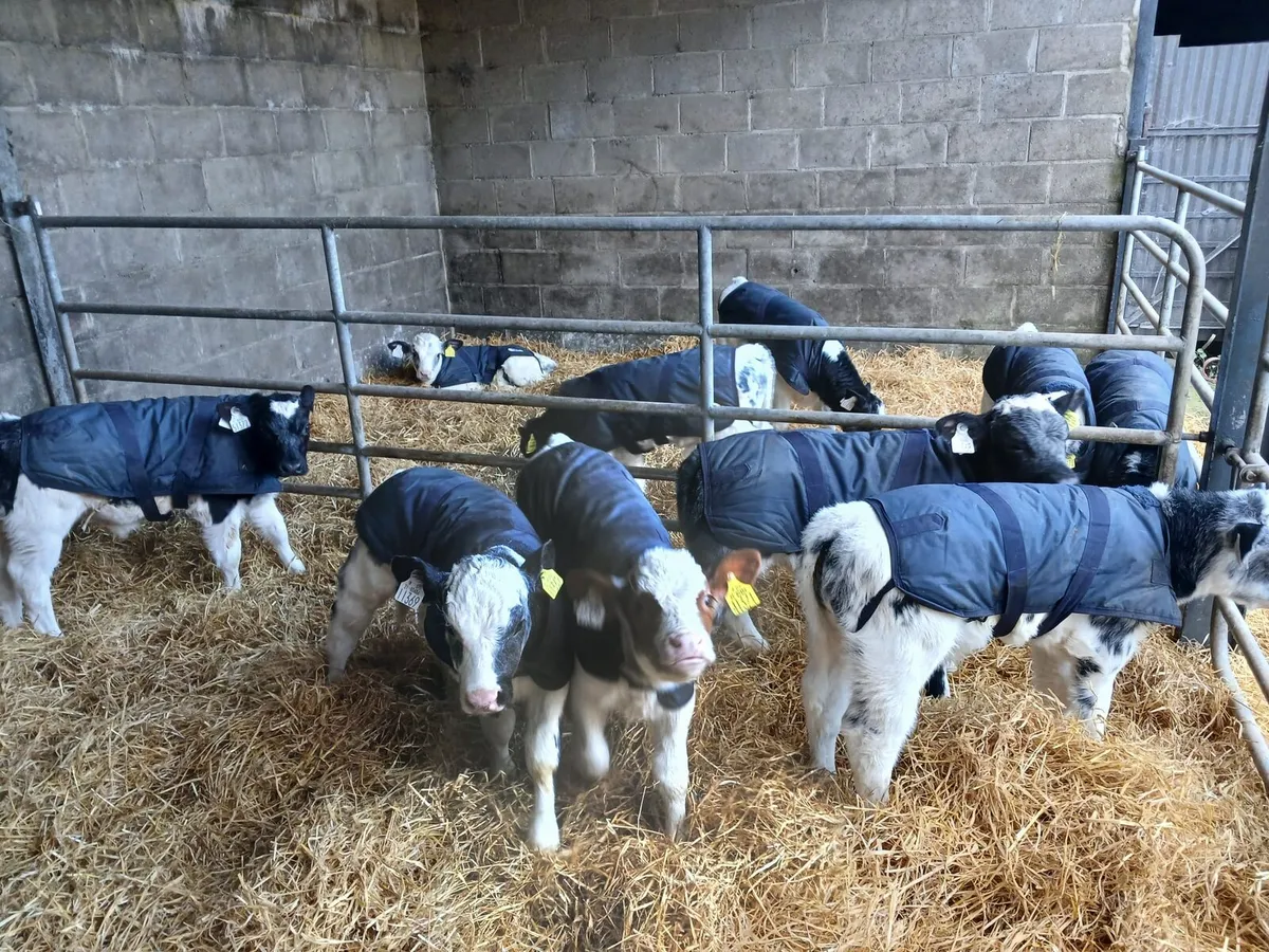 10 Belgian Blue Male - Image 1