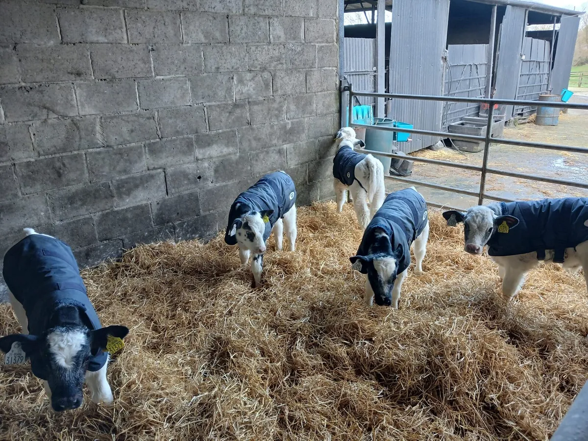 10 Belgian Blue Male - Image 2