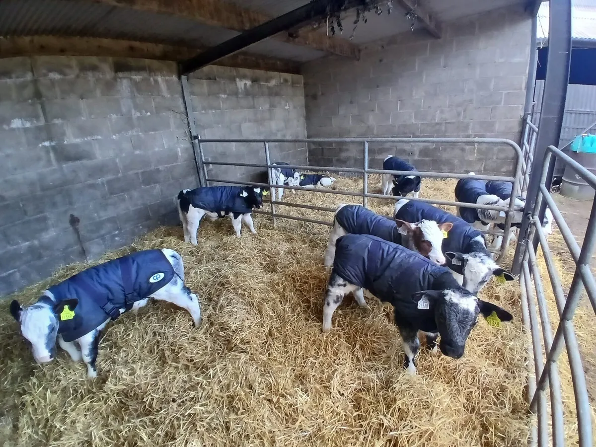10 Belgian Blue Male - Image 3