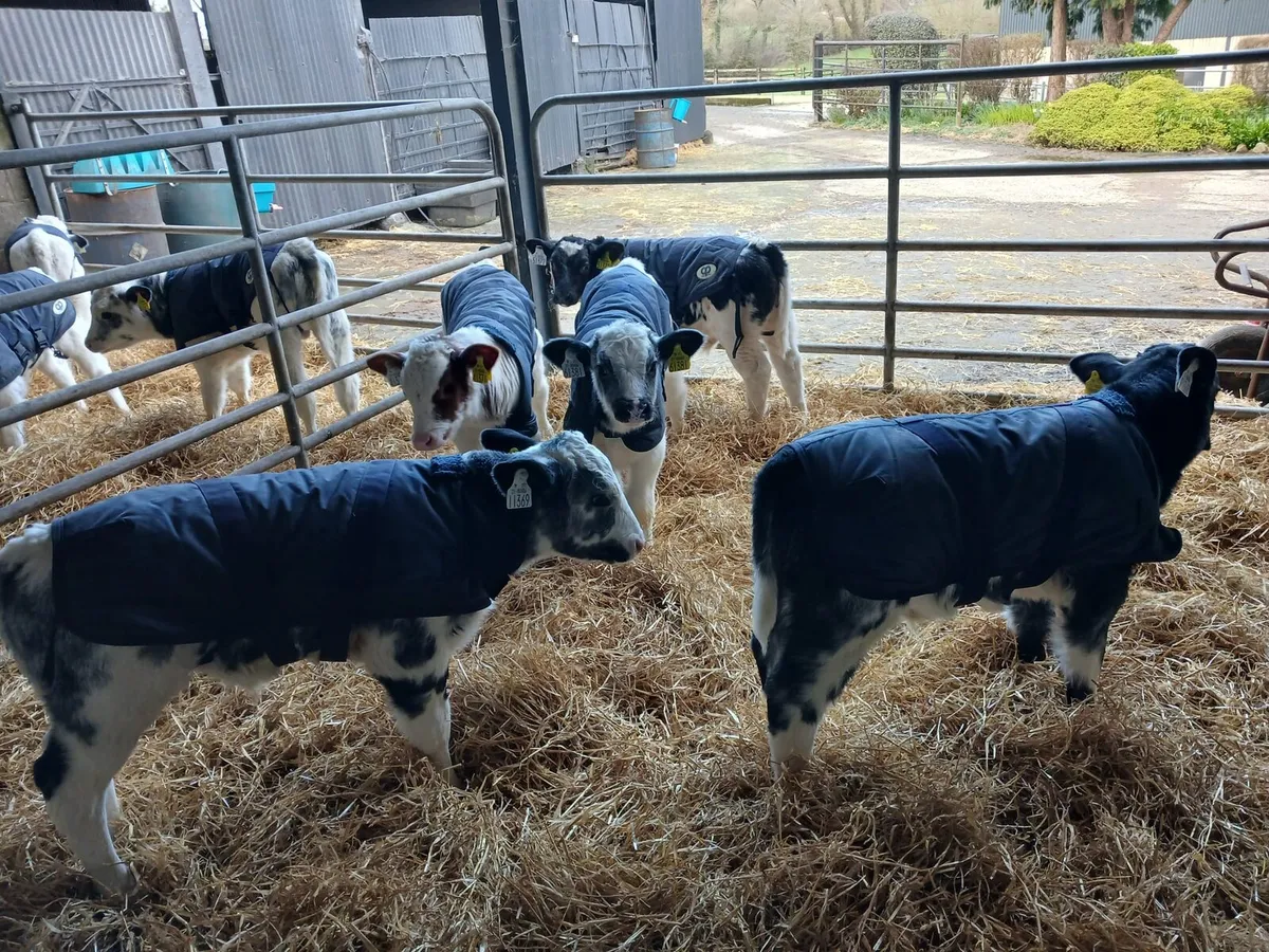 10 Belgian Blue Male - Image 4
