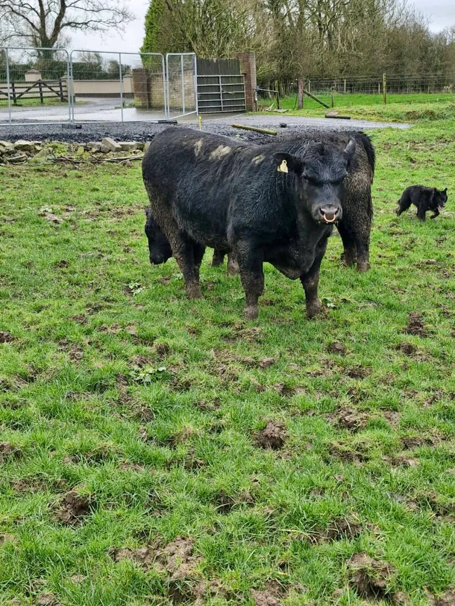 Angus bulls - Image 2