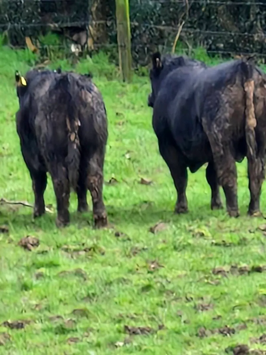 Angus bulls - Image 3