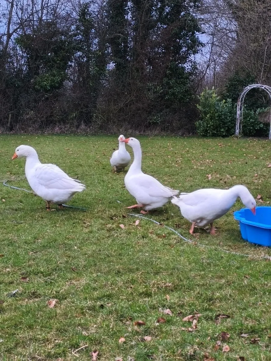 Embden geese fertile eggs - Image 1